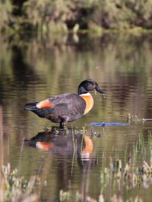 Fauna Aves Australian shelduck Tadorna tadornoides male WEB