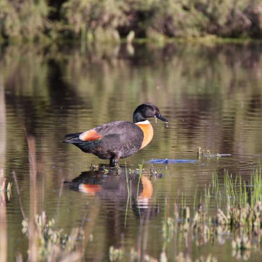 Fauna Aves Australian shelduck Tadorna tadornoides male WEB