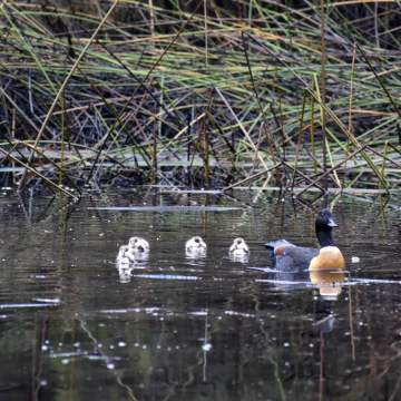 Fauna Aves Australian shelduck Tadorna tadornoides family WEB