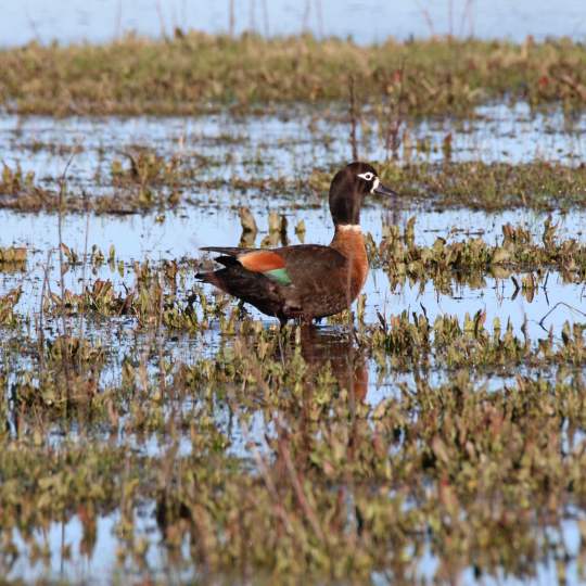 Fauna Aves Australian shelduck Tadorna tadornoides female WEB