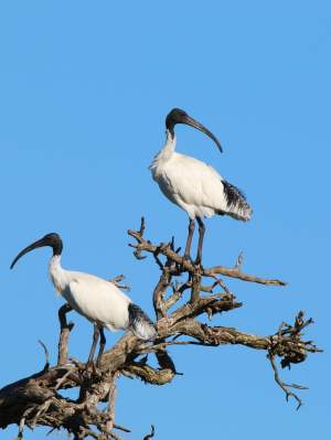 Fauna Aves Australian white ibis Threskiornis moluccus pair 01 WEB