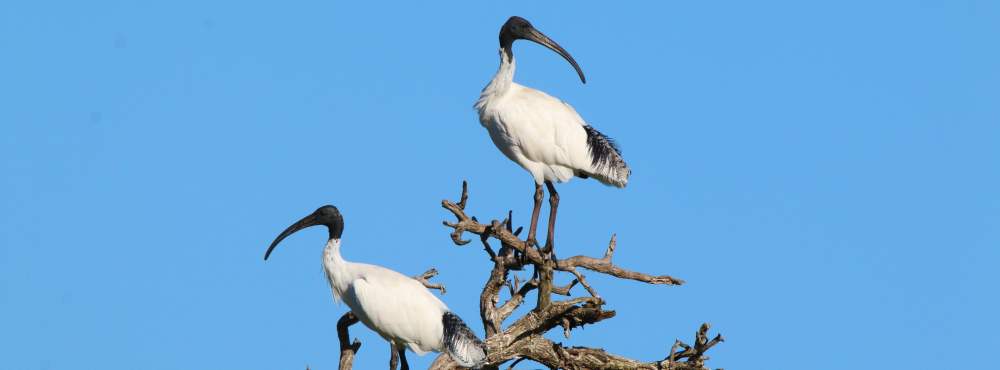 Fauna Aves Australian white ibis Threskiornis moluccus pair 01 WEB