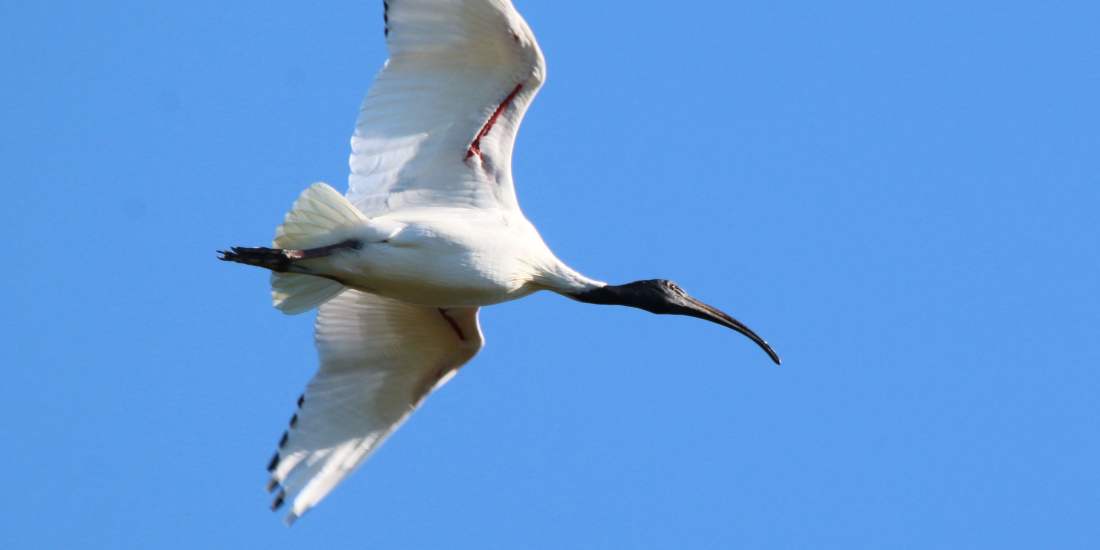 Fauna Aves Australian white ibis Threskiornis moluccus flying overhead 01 WEB