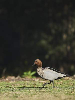 Fauna Aves Australian wood duck Chenonetta jubata female 01 WEB