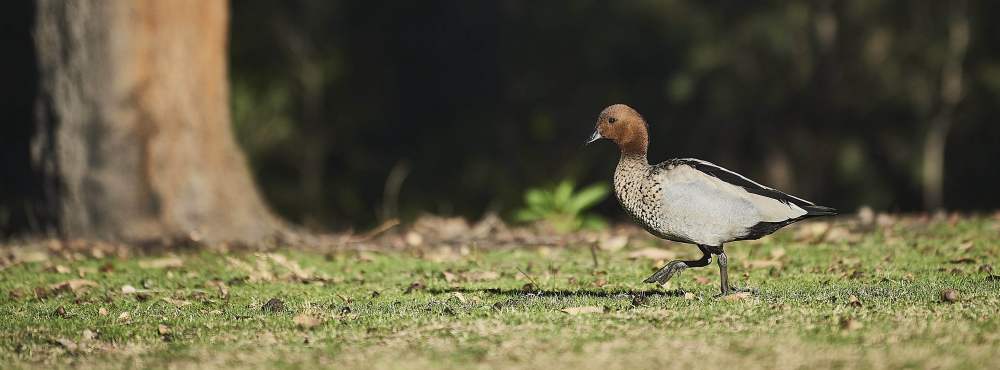 Fauna Aves Australian wood duck Chenonetta jubata female 01 WEB