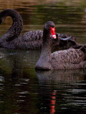 Fauna Black swan Cygnus atratus pair of swans 01 WEB