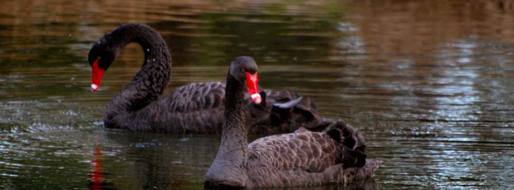 Fauna Black swan Cygnus atratus pair of swans 01 WEB