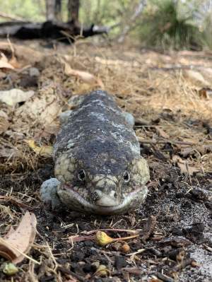 Fauna Repitlia Bobtail Tiliqua rugosa 01 WEB