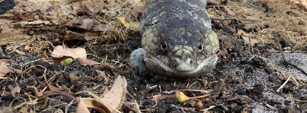 Fauna Repitlia Bobtail Tiliqua rugosa 01 WEB