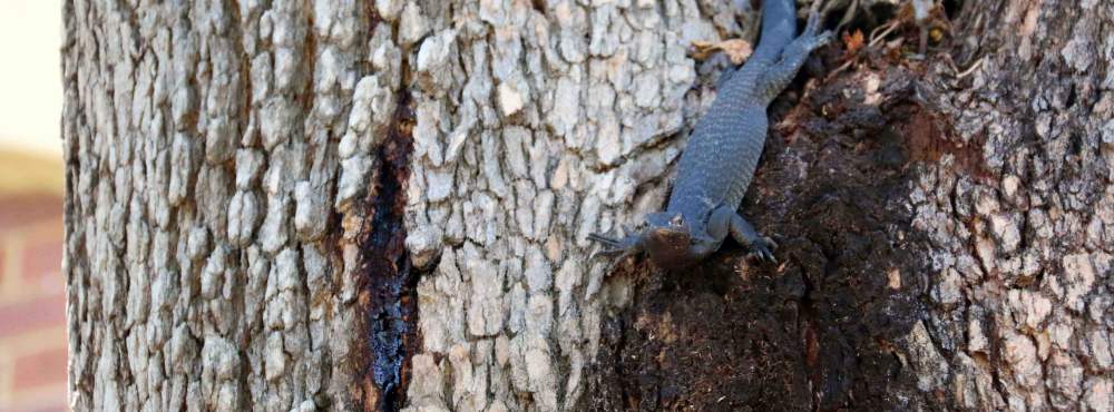 Fauna Repitlia Black tailed monitor Varanus tristis 06 WEB