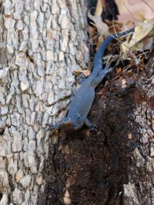 Fauna Repitlia Black tailed monitor Varanus tristis 06 WEB