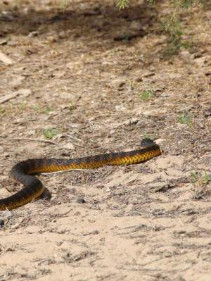 Fauna Reptilia Tiger snake Notechis scutatus 01 WEB