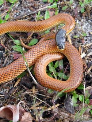 Fauna Reptilia Goulds Hooded Snake Rhinoplocephalus gouldii 01 courtesy of Ben de Haan WEB