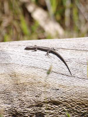 Fauna Reptilia skink 01 WEB