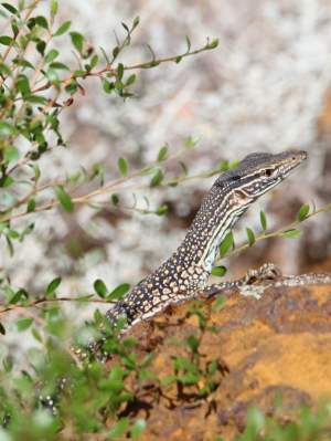 Fauna Reptilia kaarda sand goanna Varanus gouldii juvenile 02 WEB