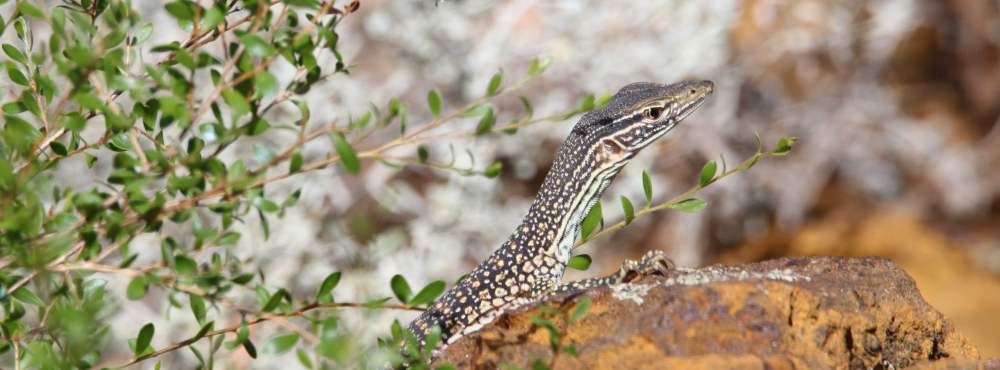 Fauna Reptilia kaarda sand goanna Varanus gouldii juvenile 02 WEB