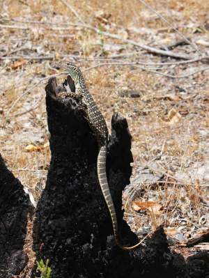 Fauna Reptilia kaarda sand goanna Varanus gouldii juvenile 01 WEB