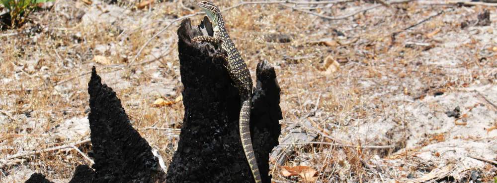 Fauna Reptilia kaarda sand goanna Varanus gouldii juvenile 01 WEB