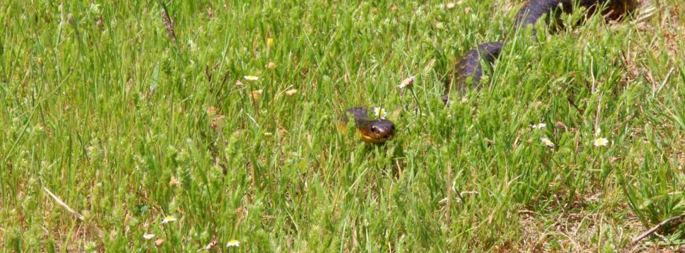 Fauna Reptilia Tiger snake Notechis scutatus 02 WEB