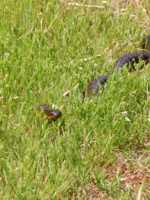 Fauna Reptilia Tiger snake Notechis scutatus 02 WEB