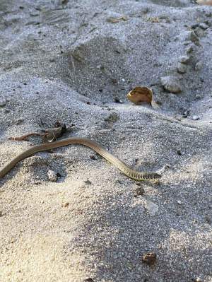 Fauna Reptilia Greys legless lizard Delma greyii 01 WEB