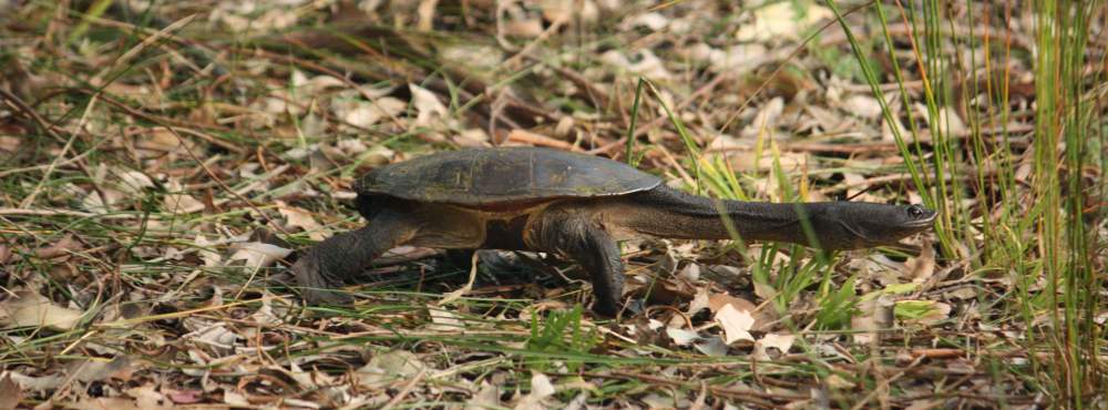 Whiteman Park fauna Reptilia long necked turtle Chelodina oblonga 01 WEB