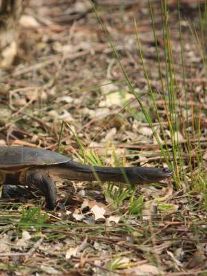 Whiteman Park fauna Reptilia long necked turtle Chelodina oblonga 01 WEB
