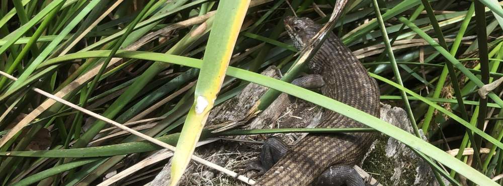 Whiteman Park fauna Reptilia king skink Egernia kingii 01 WEB