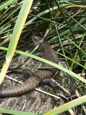 Whiteman Park fauna Reptilia king skink Egernia kingii 01 WEB