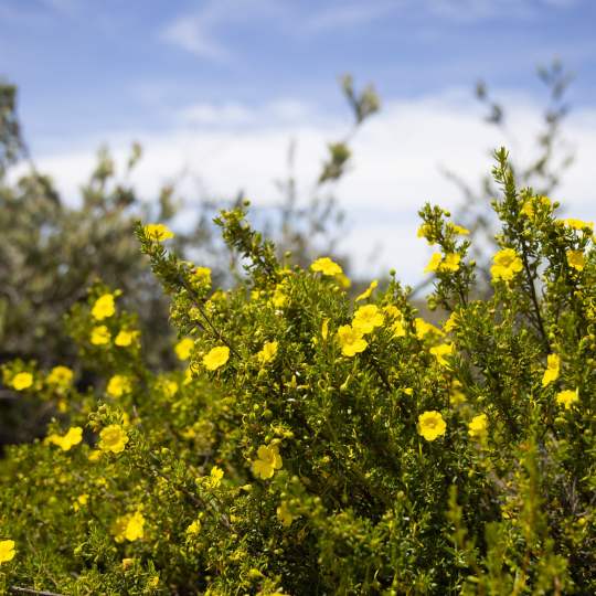 Hibbertia hypercoides yellow buttercup Whiteman Park Flora WEB