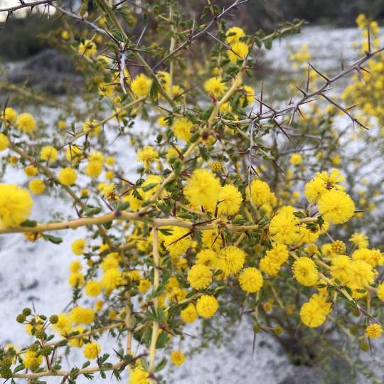 Acacia puchella prickly moses Whiteman Park flora WEB