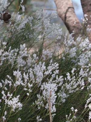 Flora - Conospermum stoechadis - common smoke bush