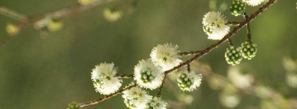 Flora - Spearwood - Kunzea ericafolia