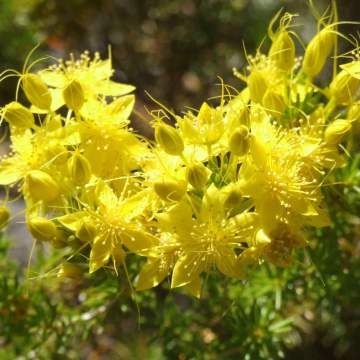 Calytrix flavescens summer starflower WEB