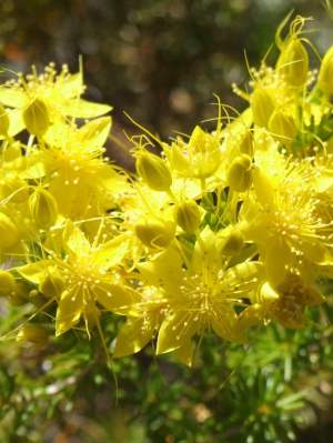 Calytrix flavescens summer starflower WEB