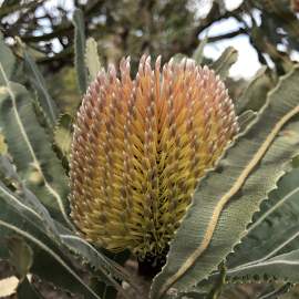 Flora firewood banksia blush WEB