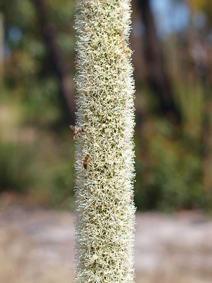 Flora Xanthorrhea preissii Grass tree stalk WEB