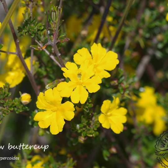 Flora Hibbertia hypercoides yellow buttercups shrub close up WEB