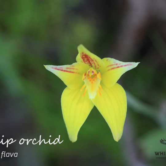 Caladenia flava Cowslip orchid