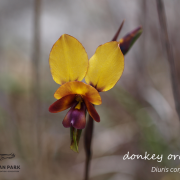 Diuris corymbosa Donkey Orchid