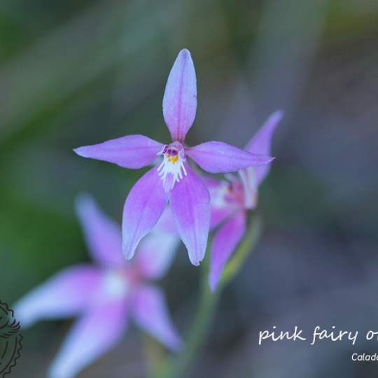 Flora Caladenia latifolia pink fairy orchid WEB