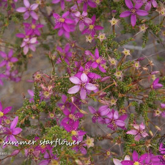 Flora Calytrix fraseri pink summer starflower WEB