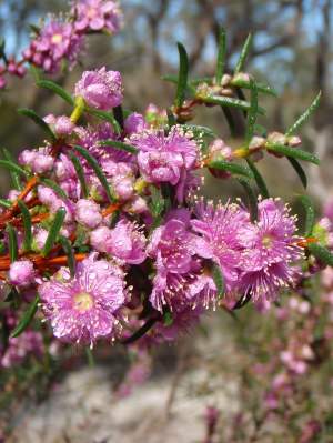 Flora Hypocalymma robustum Swan River myrtle WEB