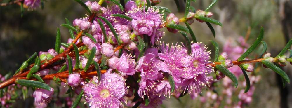 Flora Hypocalymma robustum Swan River myrtle WEB