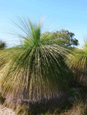 Flora Xanthorrea grass tree WEB