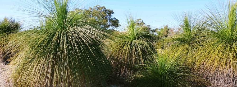 Flora Xanthorrea grass tree WEB