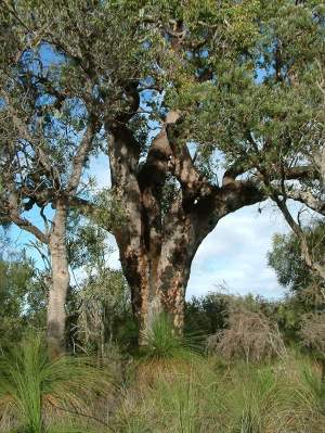 Eucalyptys calophylla AKA Corymbia calophylla Marri 03