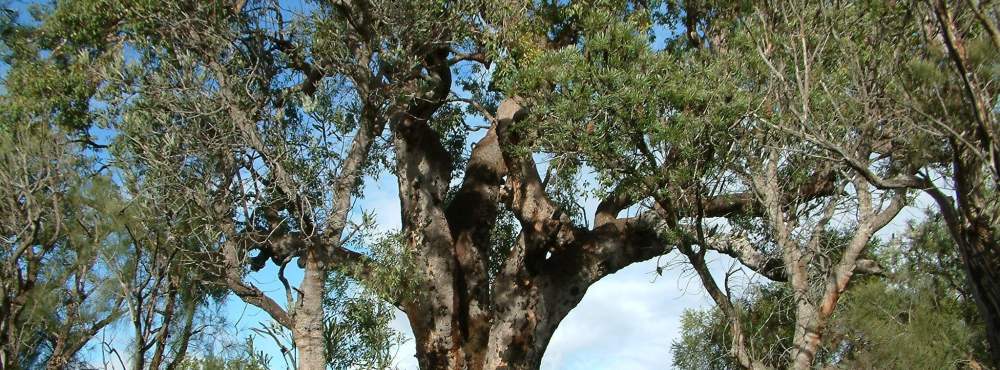 Eucalyptys calophylla AKA Corymbia calophylla Marri 03