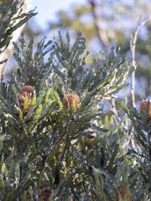 Flora firewood banksia tree WEB