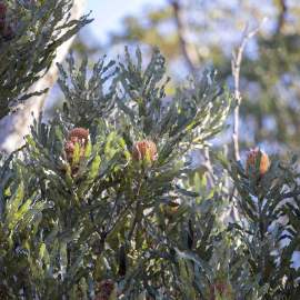 Flora firewood banksia tree WEB